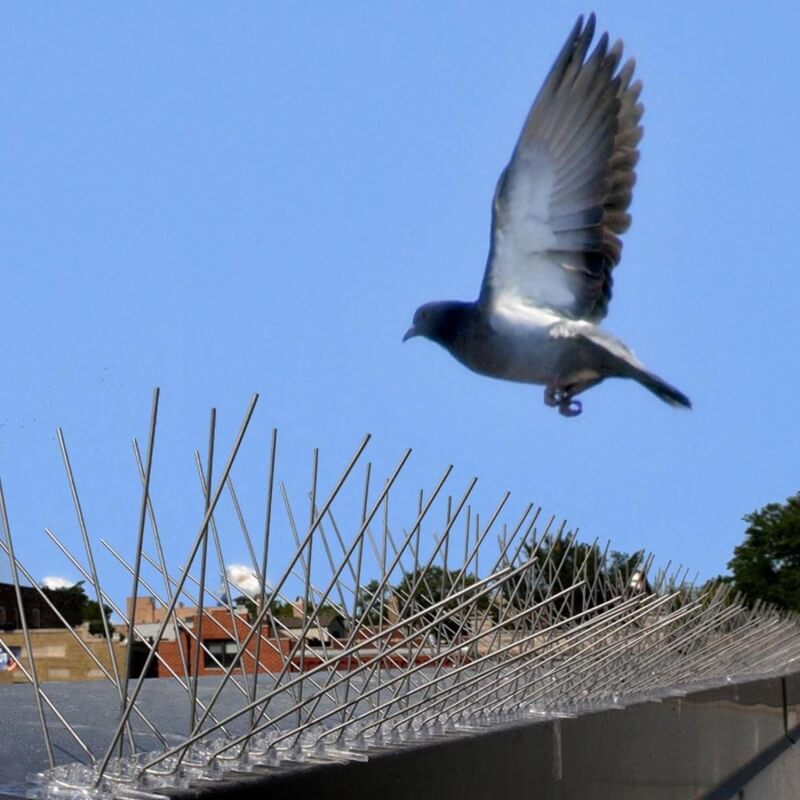 Top 3 Effective Ways To Pigeon Proof Your Building