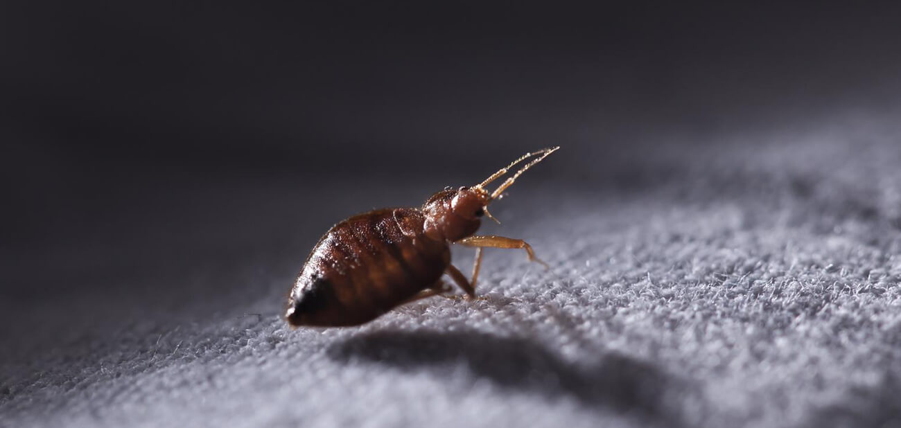 Bedbug & Flea Extermination