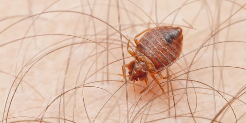 What Harm Can Bedbugs & Fleas Cause If They Are Not Eliminated?