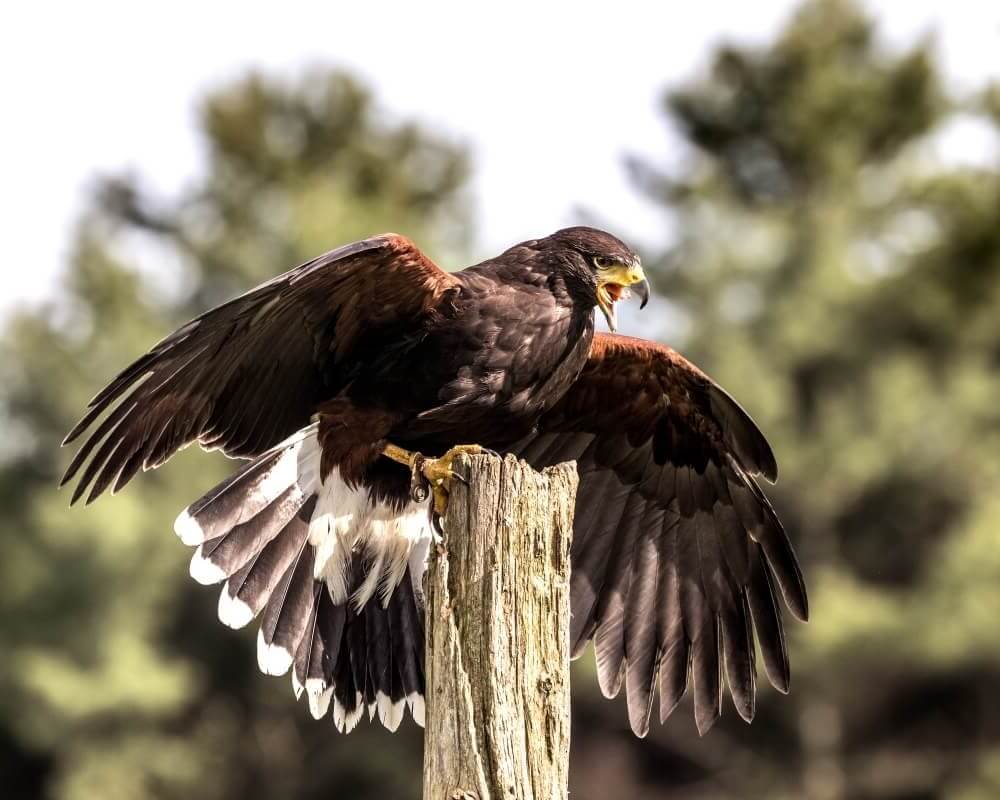 The Benefits Of Our Falconry Services