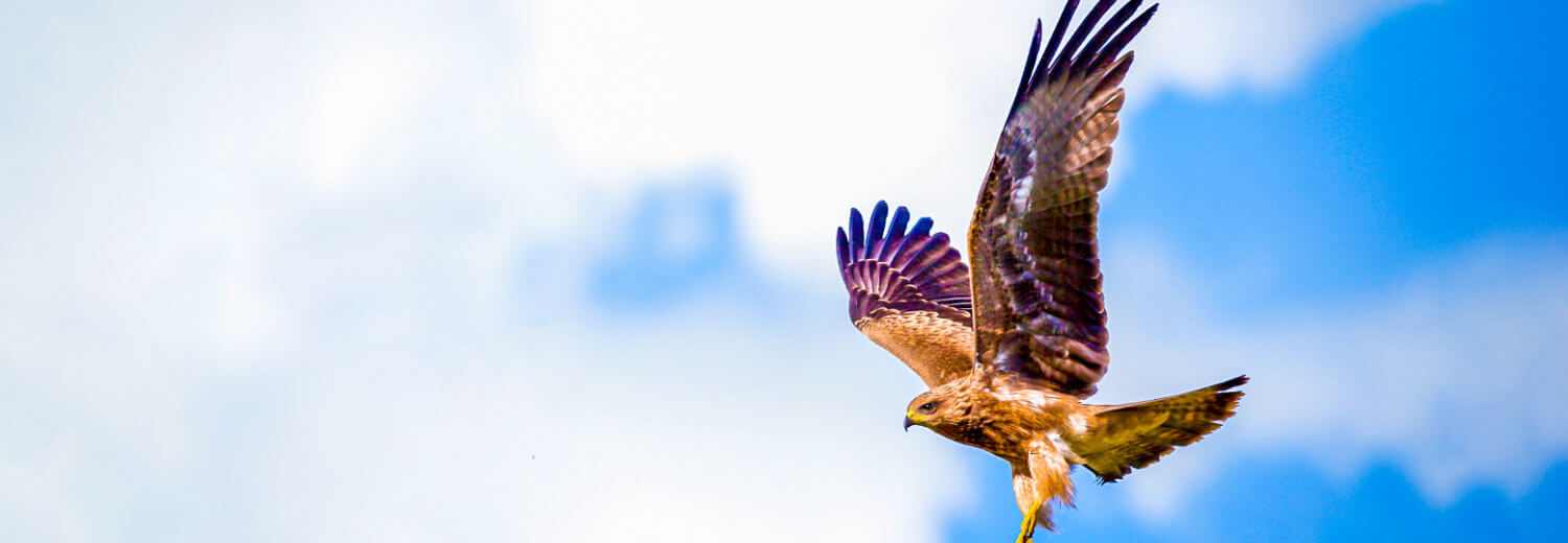 What Are Hawking & Falconry Services?
