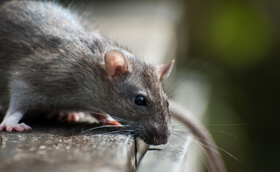 What Hazards Can A Rodent Infestation Bring?