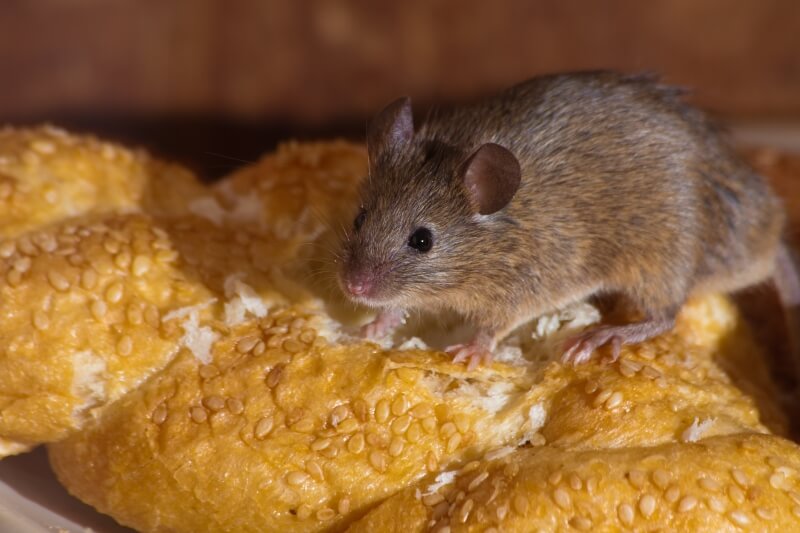 Rat Exterminator Kent: Our Services