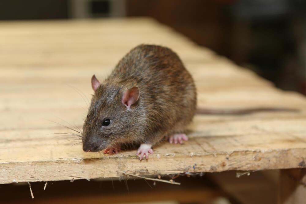 Why Is Our Rodent Control Service So Effective?