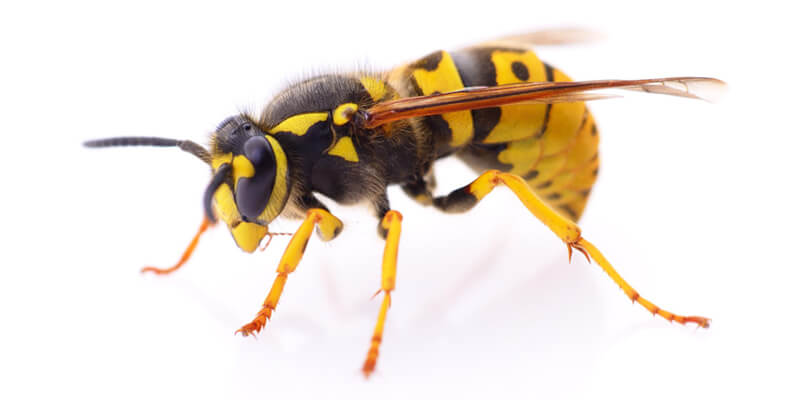 Our Successful Wasp Control Service