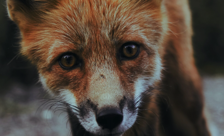 How Does Our Fox Control Service Work?